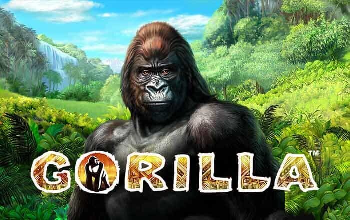 Gorilla